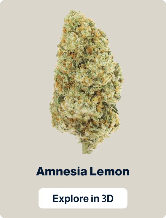 Amnesia Lemon — Flowers