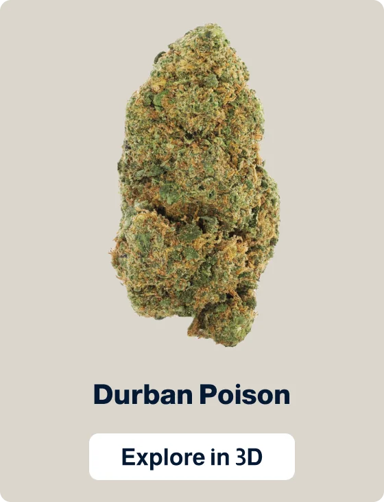 Durban Poison — Flowers