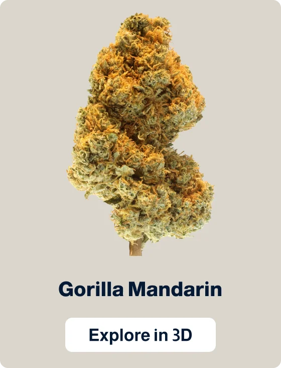 Gorilla Mandarin — Flowers