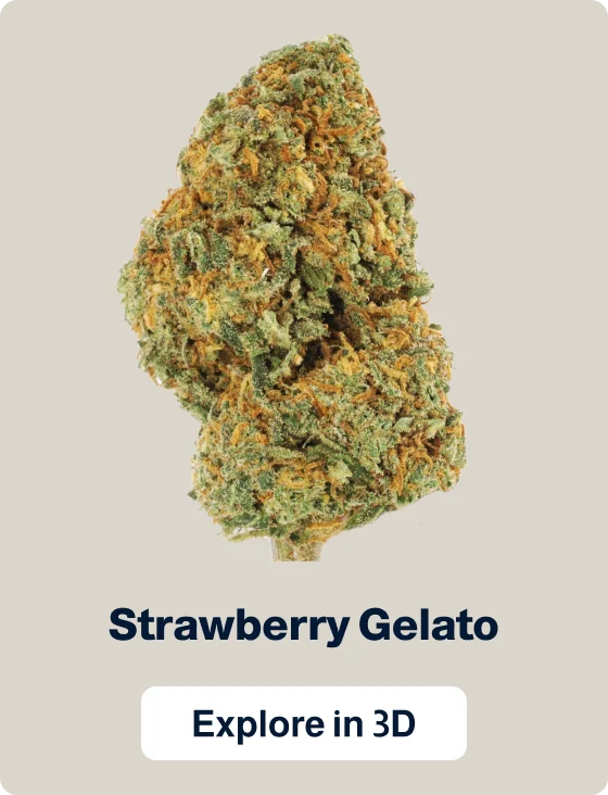 Strawberry Gelato — Flowers