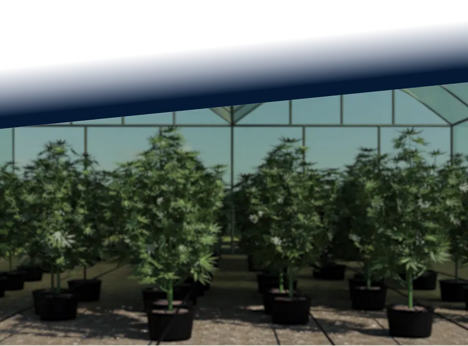 Green House cannabis cultivation