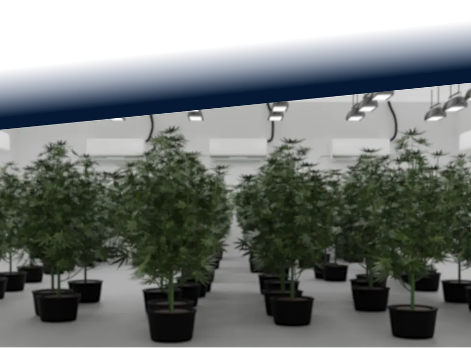Indoor cannabis cultivation