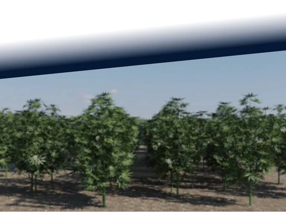 Outdoor cannabis cultivation